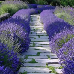 Planten|Tuinplanten-Plant in a Box Lavendel - Set van 36 - Lavandula angustifolia - Hoogte 10-15cm - ⌀10,5cm