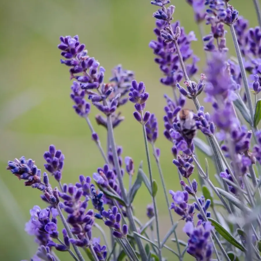Planten|Tuinplanten-Plant in a Box Lavendel - Set van 36 - Lavandula angustifolia - Hoogte 10-15cm - ⌀10,5cm