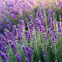Planten|Tuinplanten-Plant in a Box Lavendel - Set van 36 - Lavandula angustifolia - Hoogte 10-15cm - ⌀10,5cm