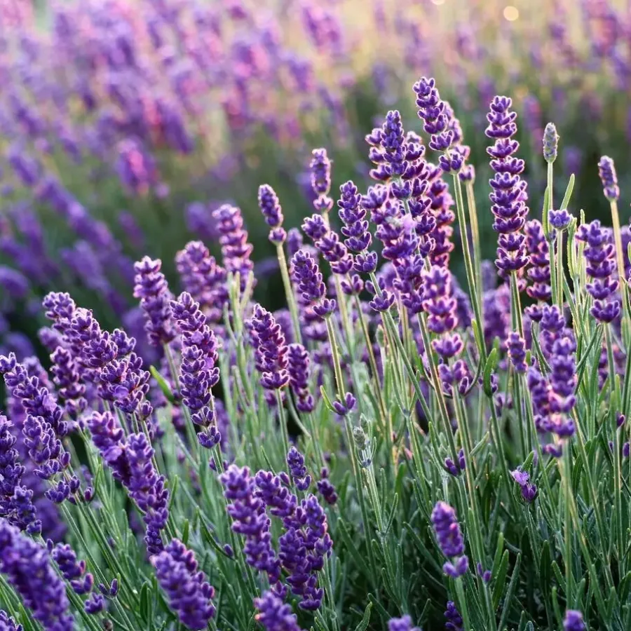 Planten|Tuinplanten-Plant in a Box Lavendel - Set van 36 - Lavandula angustifolia - Hoogte 10-15cm - ⌀10,5cm
