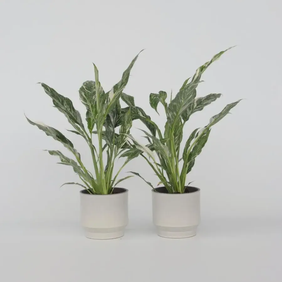 Plant in a Box Lepelplant - Set van 2 - Spathiphyllum 'Diamond' - Hoogte 40-50cm - ⌀12cm