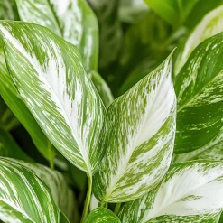 Plant in a Box Lepelplant - Set van 2 - Spathiphyllum 'Diamond' - Hoogte 40-50cm - ⌀12cm