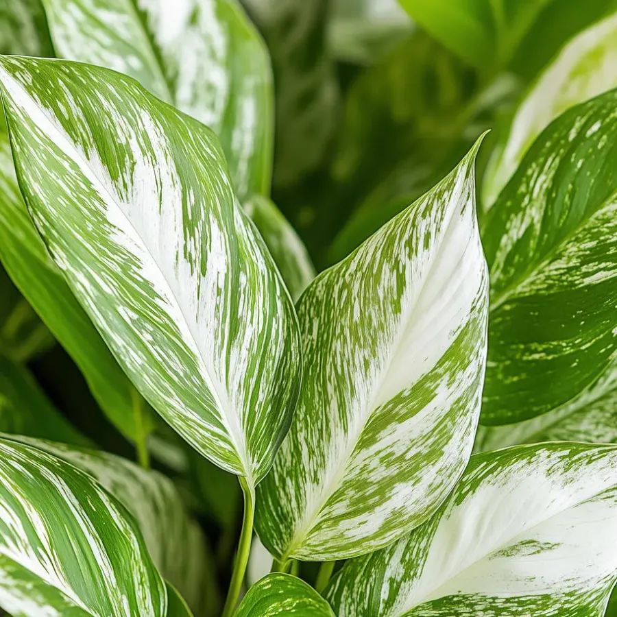Plant in a Box Lepelplant - Set van 2 - Spathiphyllum 'Diamond' - Hoogte 40-50cm - ⌀12cm