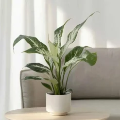 Plant in a Box Lepelplant - Set van 2 - Spathiphyllum 'Diamond' - Hoogte 40-50cm - ⌀12cm