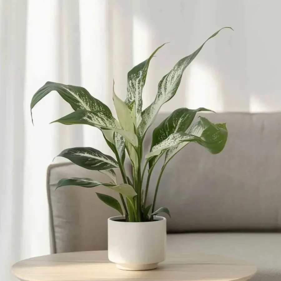 Plant in a Box Lepelplant - Set van 2 - Spathiphyllum 'Diamond' - Hoogte 40-50cm - ⌀12cm