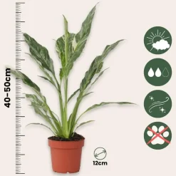 Plant in a Box Lepelplant - Set van 2 - Spathiphyllum 'Diamond' - Hoogte 40-50cm - ⌀12cm