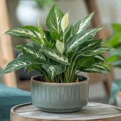 Plant in a Box Lepelplant - Set van 2 - Spathiphyllum 'Diamond' - Hoogte 40-50cm - ⌀12cm