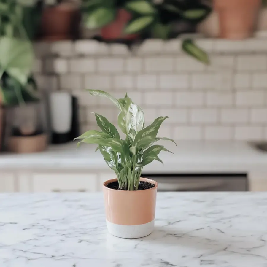 Plant in a Box Lepelplant - Set van 2 - Spathiphyllum 'Diamond' - Hoogte 40-50cm - ⌀12cm