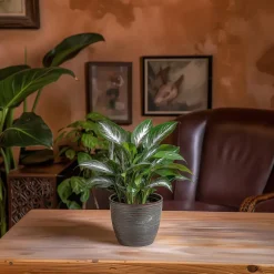 Plant in a Box Lepelplant - Set van 2 - Spathiphyllum 'Diamond' - Hoogte 40-50cm - ⌀12cm