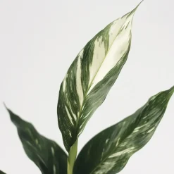 Plant in a Box Lepelplant - Set van 2 - Spathiphyllum 'Diamond' - Hoogte 40-50cm - ⌀12cm