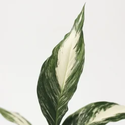 Plant in a Box Lepelplant - Set van 2 - Spathiphyllum 'Diamond' - Hoogte 40-50cm - ⌀12cm