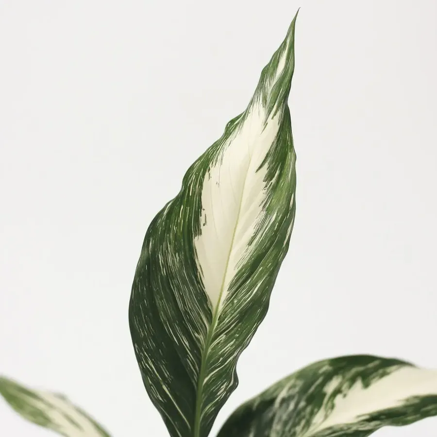 Plant in a Box Lepelplant - Set van 2 - Spathiphyllum 'Diamond' - Hoogte 40-50cm - ⌀12cm