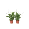 Plant in a Box Lepelplant - Set van 2 - Spathiphyllum 'Torelli' - Hoogte 30-45cm - ⌀12cm