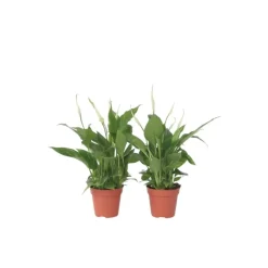 Plant in a Box Lepelplant - Set van 2 - Spathiphyllum 'Torelli' - Hoogte 30-45cm - ⌀12cm