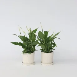 Plant in a Box Lepelplant - Set van 2 - Spathiphyllum 'Torelli' - Hoogte 30-45cm - ⌀12cm