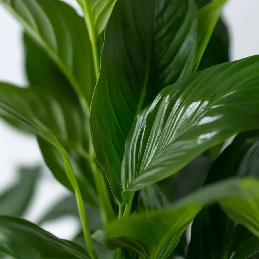 Plant in a Box Lepelplant - Set van 2 - Spathiphyllum 'Torelli' - Hoogte 30-45cm - ⌀12cm