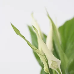 Plant in a Box Lepelplant - Set van 2 - Spathiphyllum 'Torelli' - Hoogte 30-45cm - ⌀12cm