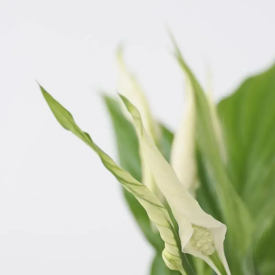 Plant in a Box Lepelplant - Set van 2 - Spathiphyllum 'Torelli' - Hoogte 30-45cm - ⌀12cm