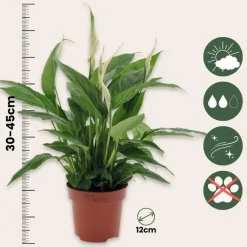 Plant in a Box Lepelplant - Set van 2 - Spathiphyllum 'Torelli' - Hoogte 30-45cm - ⌀12cm