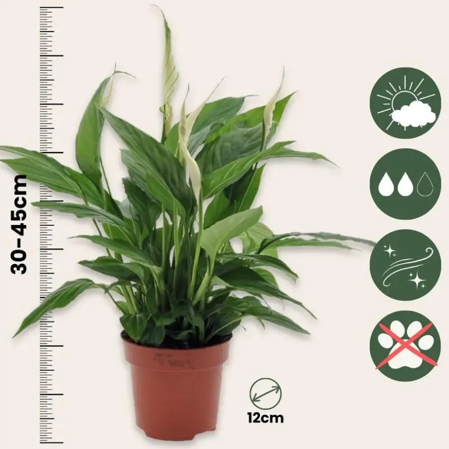 Plant in a Box Lepelplant - Set van 2 - Spathiphyllum 'Torelli' - Hoogte 30-45cm - ⌀12cm