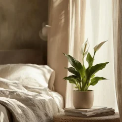 Plant in a Box Lepelplant - Set van 2 - Spathiphyllum 'Torelli' - Hoogte 30-45cm - ⌀12cm