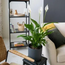 Plant in a Box Lepelplant - Set van 2 - Spathiphyllum 'Torelli' - Hoogte 30-45cm - ⌀12cm
