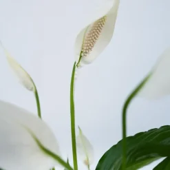 Plant in a Box Lepelplant - Set van 2 - Spathiphyllum 'Torelli' - Hoogte 30-45cm - ⌀12cm
