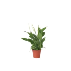 Kamerplanten-Plant in a Box Lepelplant - Spathiphyllum 'Torelli' - Hoogte 30-45cm - ⌀12cm