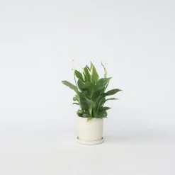 Kamerplanten-Plant in a Box Lepelplant - Spathiphyllum 'Torelli' - Hoogte 30-45cm - ⌀12cm