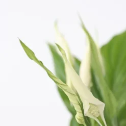 Kamerplanten-Plant in a Box Lepelplant - Spathiphyllum 'Torelli' - Hoogte 30-45cm - ⌀12cm
