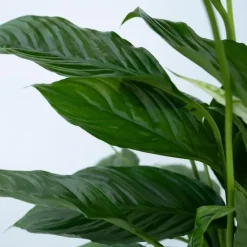 Kamerplanten-Plant in a Box Lepelplant - Spathiphyllum 'Torelli' - Hoogte 30-45cm - ⌀12cm