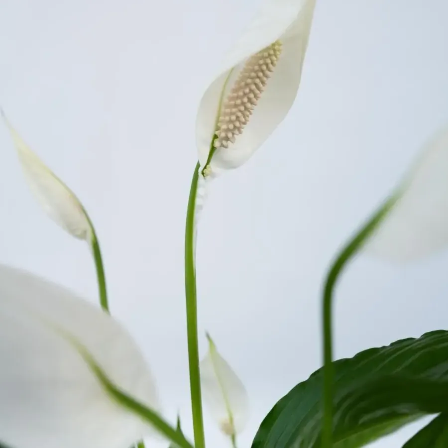 Kamerplanten-Plant in a Box Lepelplant - Spathiphyllum 'Torelli' - Hoogte 30-45cm - ⌀12cm