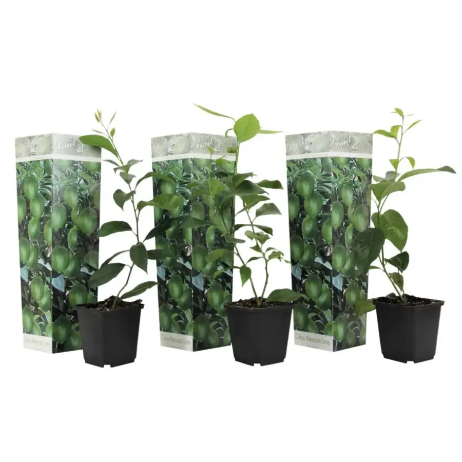 Planten|Tuinplanten-Plant in a Box Limoenboom - Set van 3 - Citrus aurantifolia - Hoogte 25-40cm - ⌀9cm