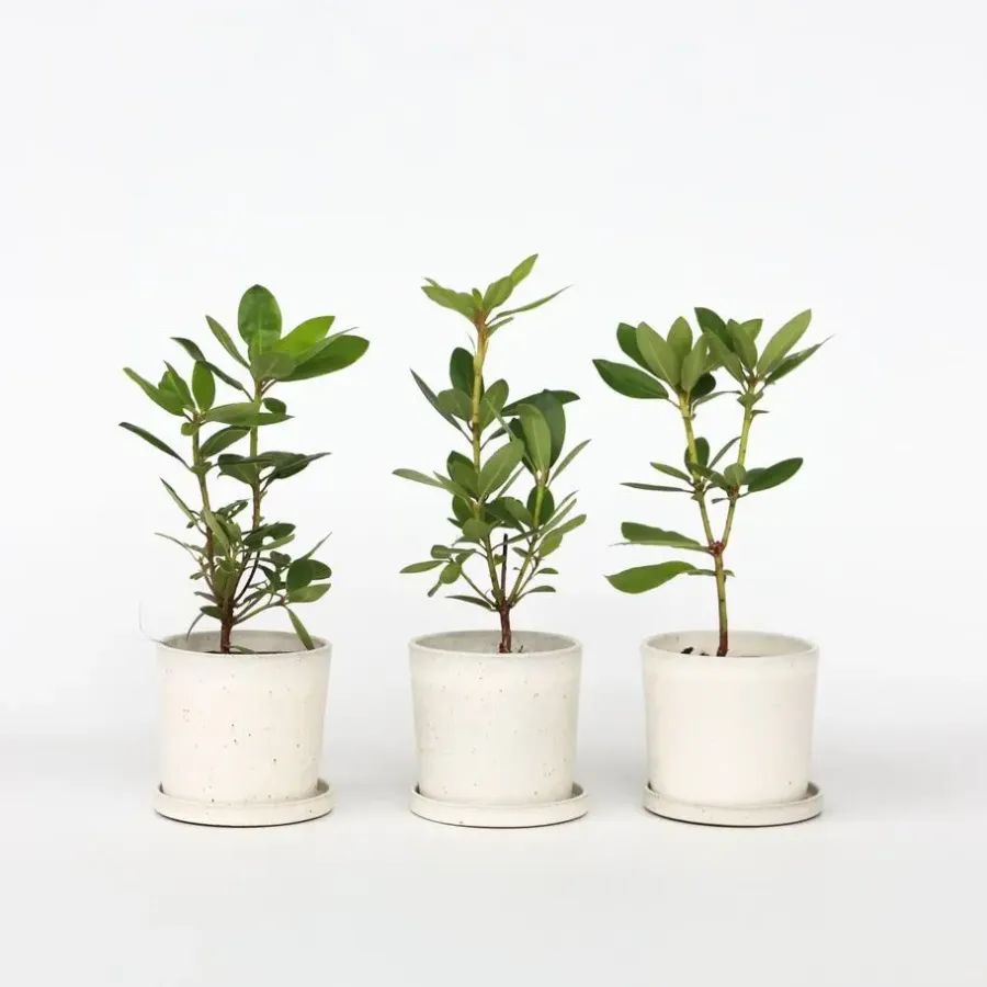 Planten|Tuinplanten-Plant in a Box Limoenboom - Set van 3 - Citrus aurantifolia - Hoogte 25-40cm - ⌀9cm