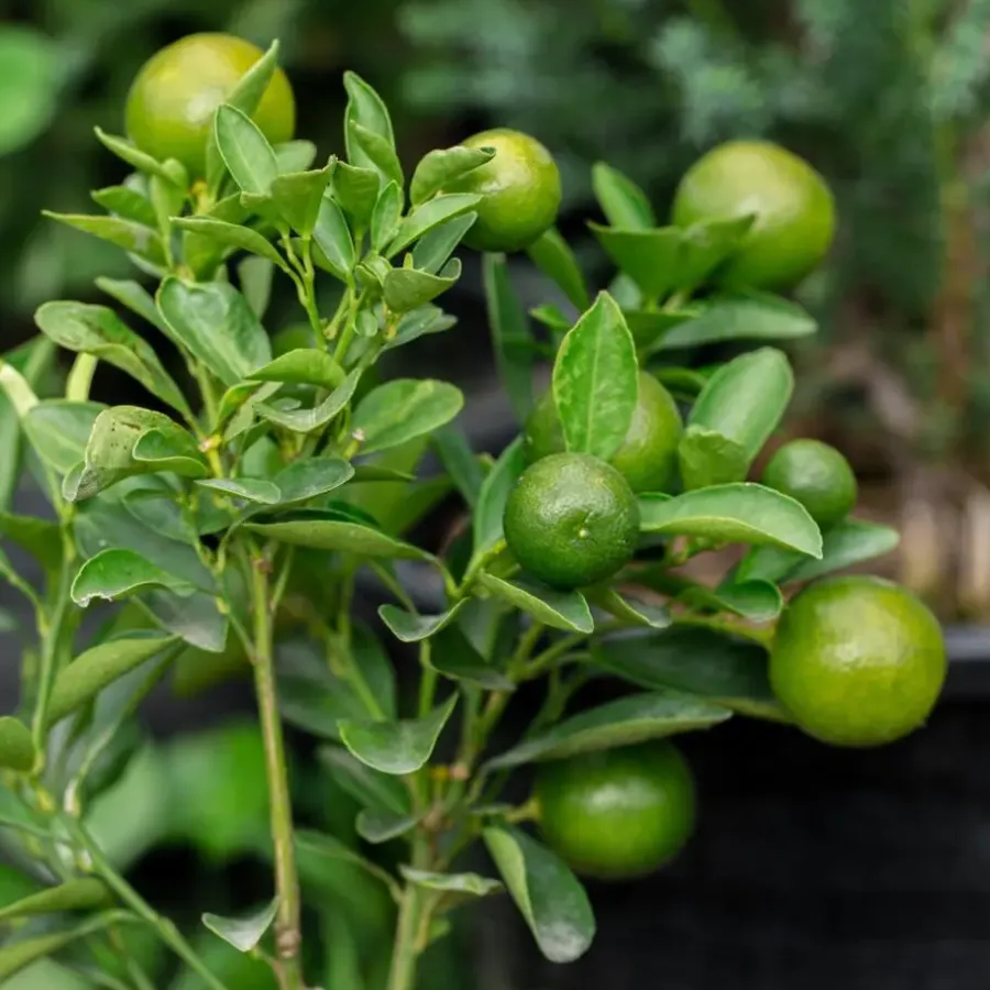 Planten|Tuinplanten-Plant in a Box Limoenboom - Set van 3 - Citrus aurantifolia - Hoogte 25-40cm - ⌀9cm