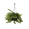Plant in a Box Lippenstiftplant - Aeschynanthus pulcher - Hoogte 20-30cm - ⌀15cm