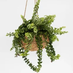 Plant in a Box Lippenstiftplant - Aeschynanthus pulcher - Hoogte 20-30cm - ⌀15cm