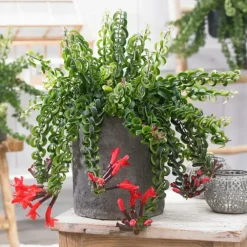 Plant in a Box Lippenstiftplant - Aeschynanthus pulcher - Hoogte 20-30cm - ⌀15cm