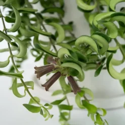 Plant in a Box Lippenstiftplant - Aeschynanthus pulcher - Hoogte 20-30cm - ⌀15cm