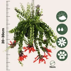Plant in a Box Lippenstiftplant - Aeschynanthus pulcher - Hoogte 20-30cm - ⌀15cm