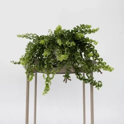Plant in a Box Lippenstiftplant - Aeschynanthus pulcher - Hoogte 20-30cm - ⌀15cm