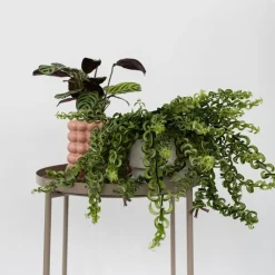 Plant in a Box Lippenstiftplant - Aeschynanthus pulcher - Hoogte 20-30cm - ⌀15cm
