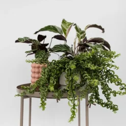 Plant in a Box Lippenstiftplant - Aeschynanthus pulcher - Hoogte 20-30cm - ⌀15cm