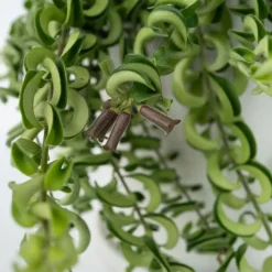 Plant in a Box Lippenstiftplant - Aeschynanthus pulcher - Hoogte 20-30cm - ⌀15cm
