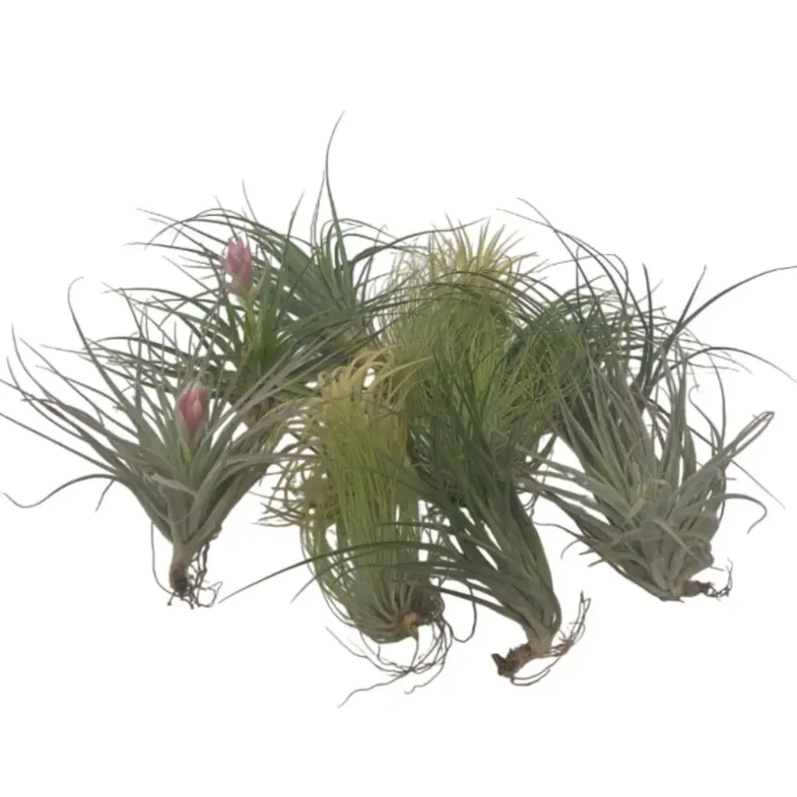 Plant in a Box Luchtplantjes - Set van 12 - Tillandsia - Hoogte 5-15cm - ⌀5cm