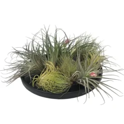 Plant in a Box Luchtplantjes - Set van 12 - Tillandsia - Hoogte 5-15cm - ⌀5cm