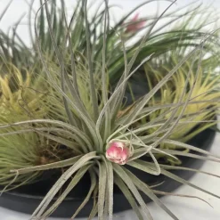 Plant in a Box Luchtplantjes - Set van 12 - Tillandsia - Hoogte 5-15cm - ⌀5cm