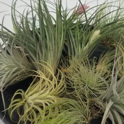 Plant in a Box Luchtplantjes - Set van 12 - Tillandsia - Hoogte 5-15cm - ⌀5cm