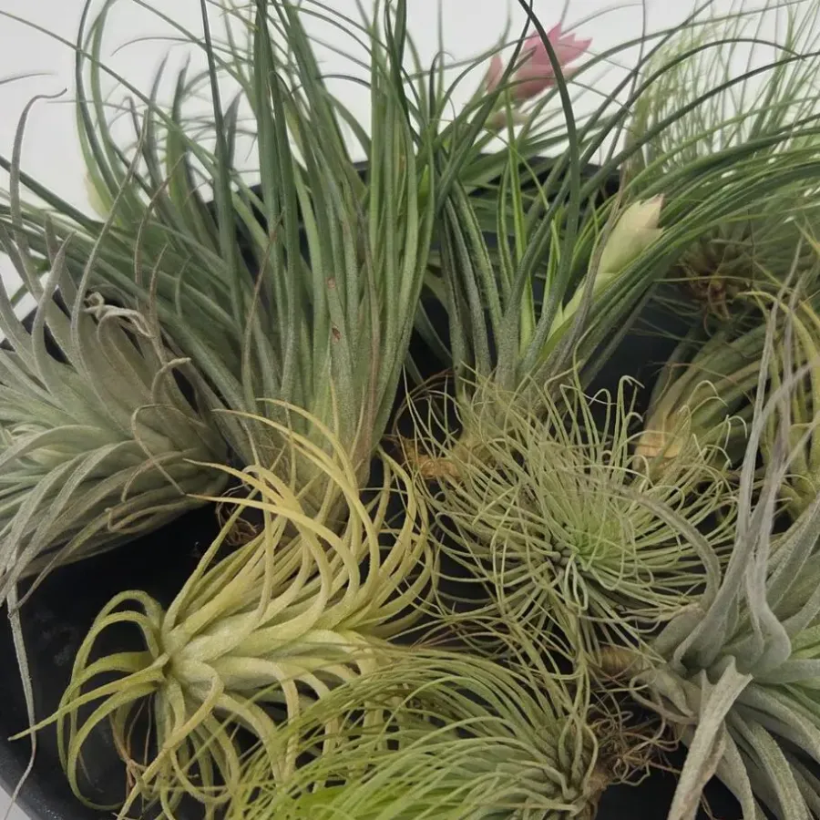 Plant in a Box Luchtplantjes - Set van 12 - Tillandsia - Hoogte 5-15cm - ⌀5cm