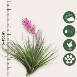 Plant in a Box Luchtplantjes - Set van 12 - Tillandsia - Hoogte 5-15cm - ⌀5cm